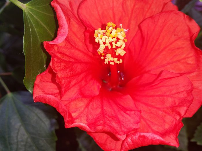  - hibiscus