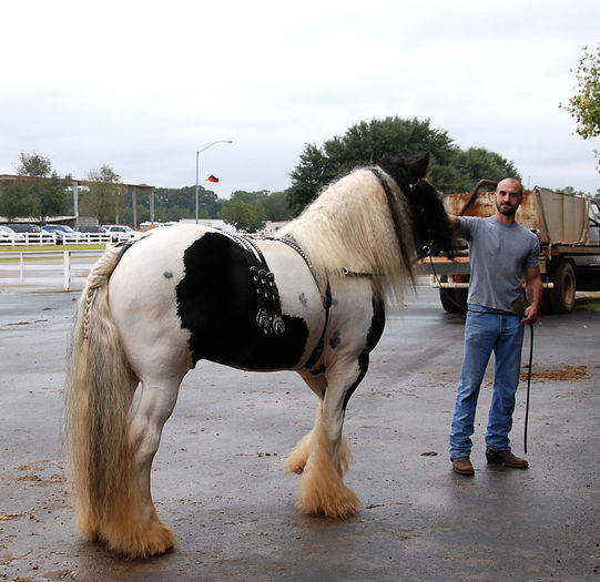 Asa da aranjat calul