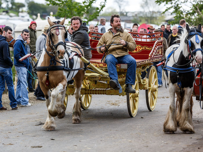 Cai la carute cu doua roti