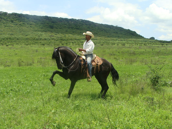 Cal andaluzian - CAI DE RASA SI CATEVA OI POZE DEOSEBITE
