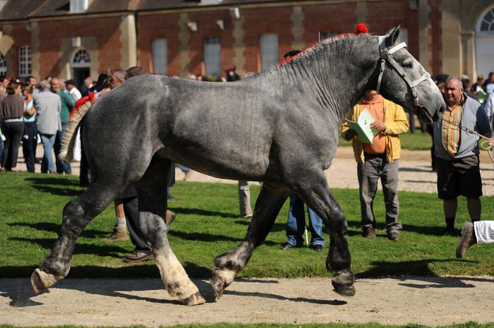 Cal Percheron la pas