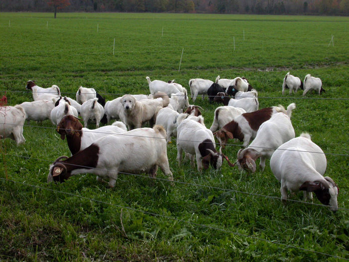 Caprele Boer cu pazitorul lor