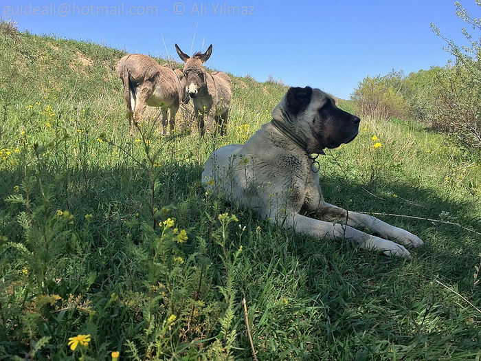 Ciobanesc Kangal din Turcia - CAI DE RASA SI CATEVA OI POZE DEOSEBITE