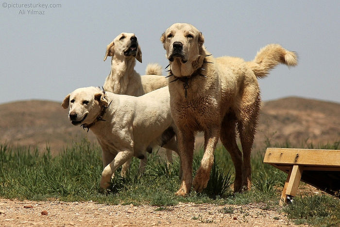 Ciobanestii Anatolieni Kangal-1