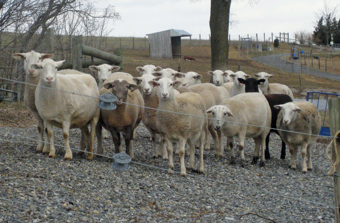 Da , bine intretinute