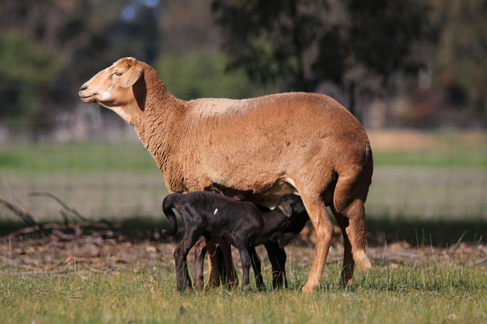 Damara cu doi miei-76u