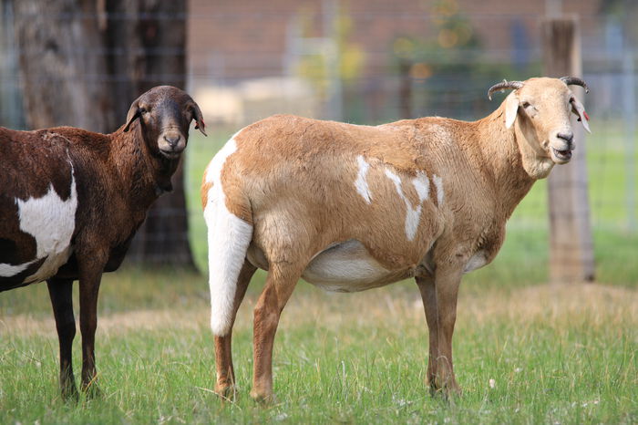 Damara oi de carne-65