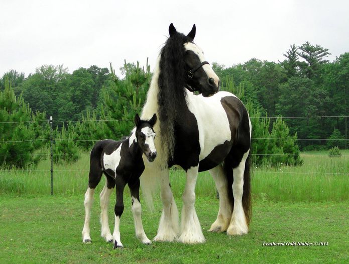 Doua frumuseti scumpe