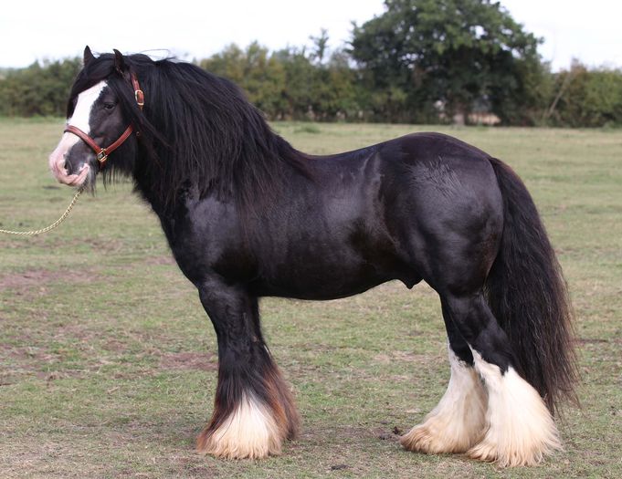 Frumos si mare calul