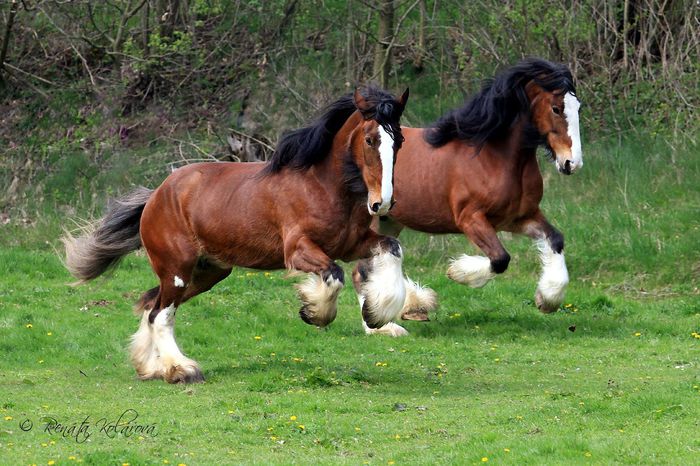 Galop cu cai mari-43 - CAI DE RASA SI CATEVA OI POZE DEOSEBITE