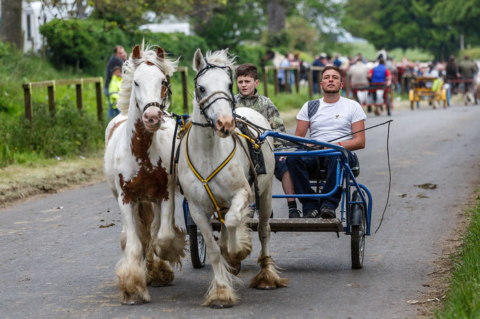 La galop rapid - CAI DE RASA SI CATEVA OI POZE DEOSEBITE