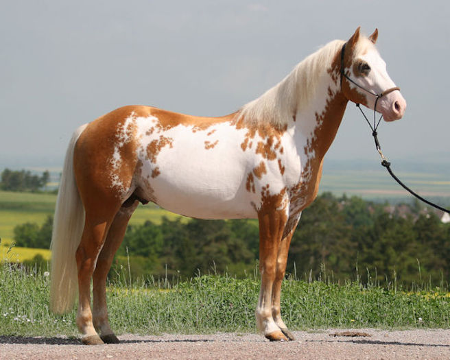 Palomino frumos-432