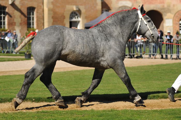Percheron la galop