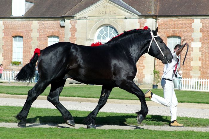 Percheron la galop-7