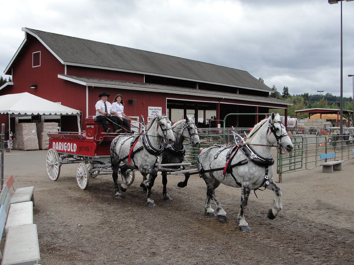 Percheron la trasura-8vd