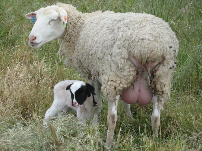 Pulpita frumoasa-5