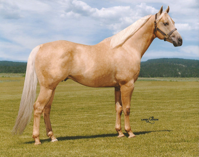 Rasa Palomino-4