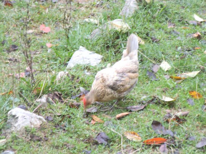 mama cocosului grii puica mii de flori pe gri