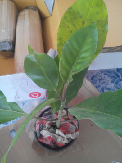 solandra floare mare - Hoya primta de la Enama 30 -9 - 2015