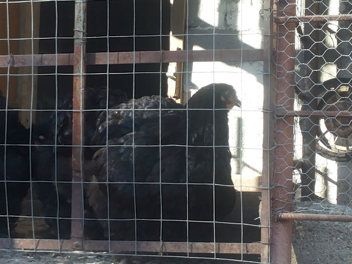 20151001_163913 - tineret 2015