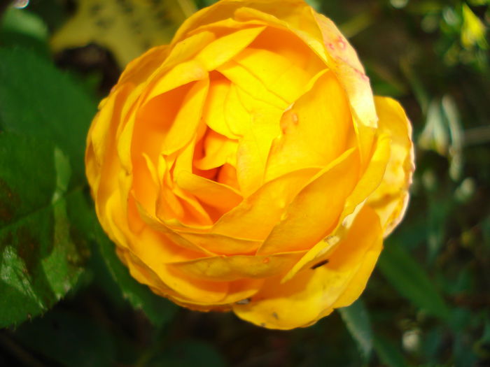 Yellow Romantica, Meilland - Trandafiri 2015