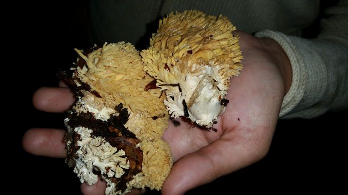 20150927_164522 - Ramaria aurea sau flava - laba ursului