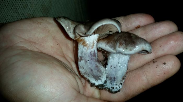 20150927_164722 - Cortinarius - posibil alboviolaceus