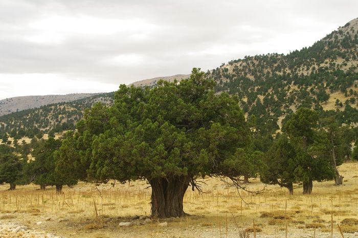 Juniperus_excelsa_