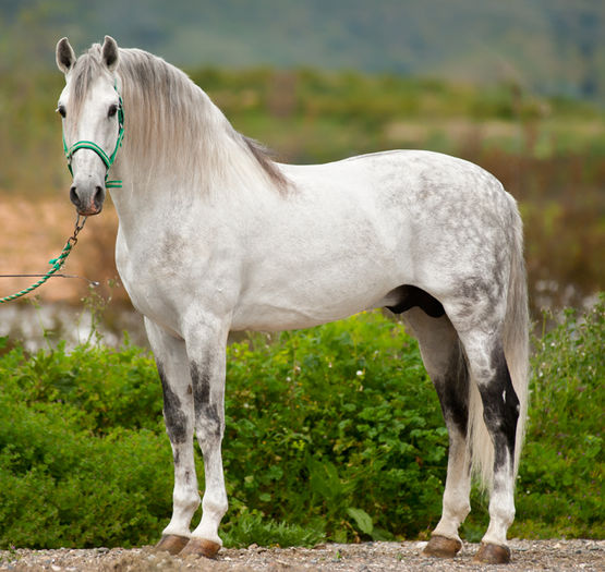 Andalusian cal foarte frumos