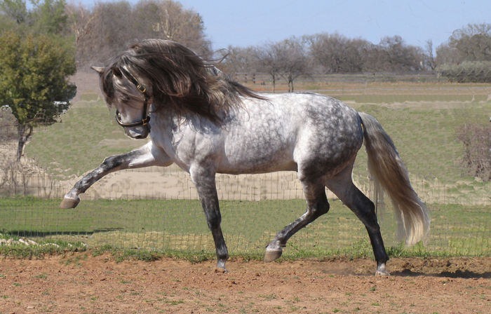Andalusian elegant-4xx