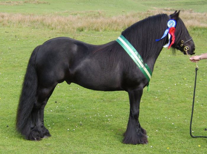 Armasal Fell Pony