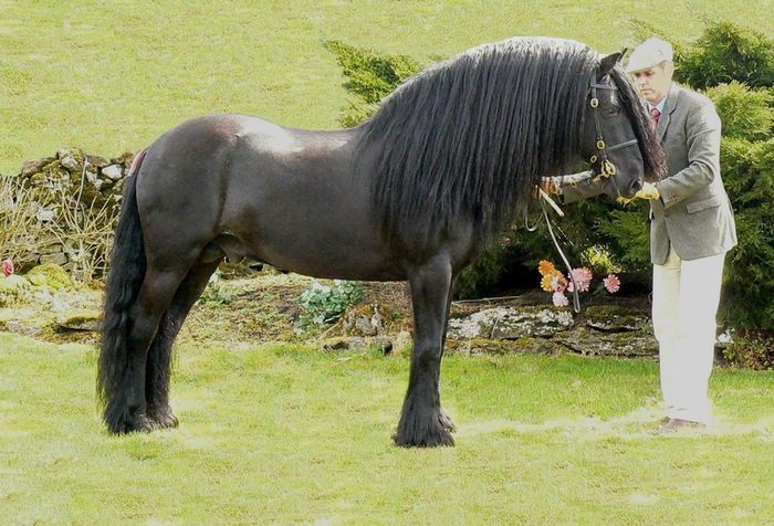 Poney Dales - CAI DE RASA SI CATEVA OI POZE DEOSEBITE