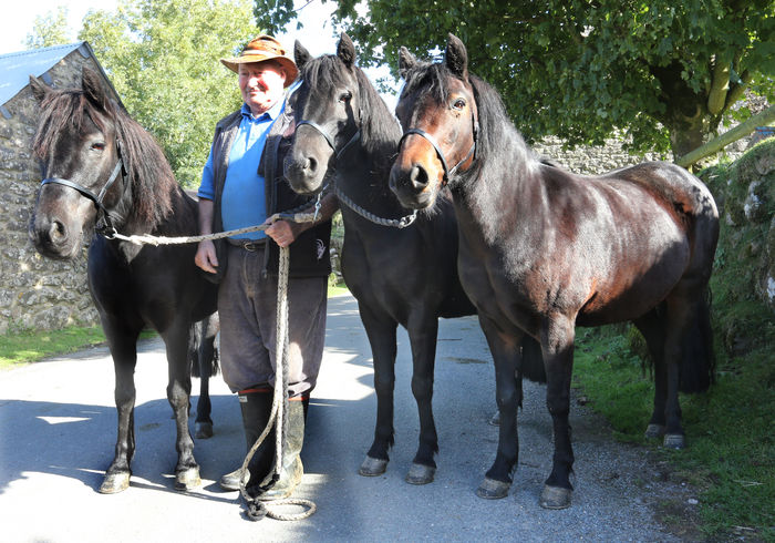 Poney Dartmoor - CAI DE RASA SI CATEVA OI POZE DEOSEBITE