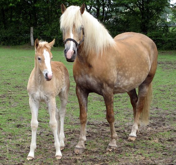 Rasa Haflinger-2 - CAI DE RASA SI CATEVA OI POZE DEOSEBITE