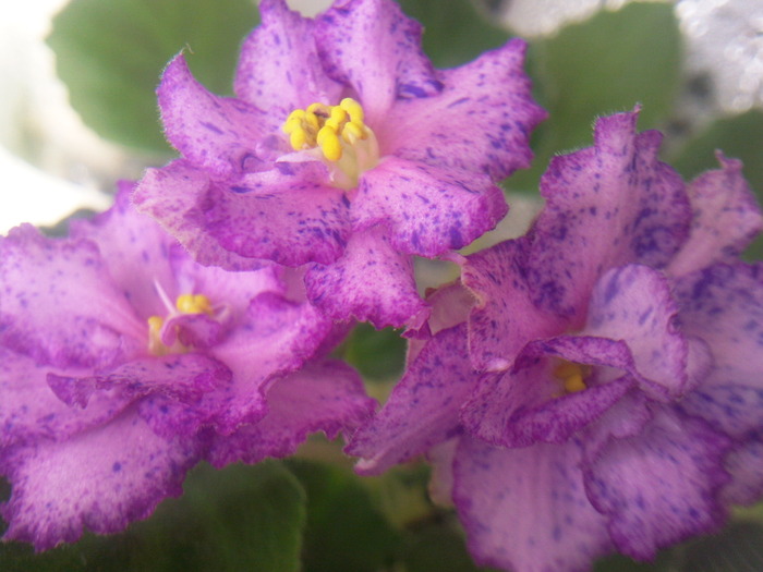 Photo0622 - VIOLETE AFRICANE saintpaulia  2010-2011                                                             