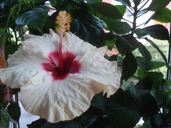 DSC03775 - HIBISCUS 2015