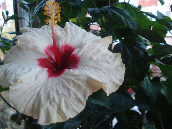 DSC03777 - HIBISCUS 2015