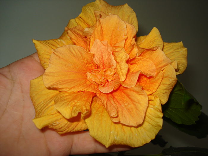 DSC06776
