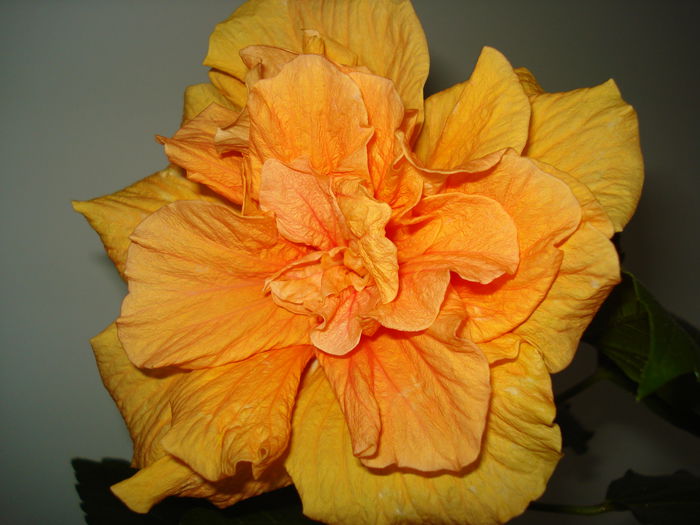 DSC06778 - HIBISCUS 2015