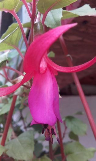 20151002_102136 - Fucsia