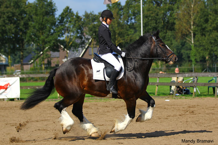 Cal in galop - CAI DE RASA SI CATEVA OI POZE DEOSEBITE