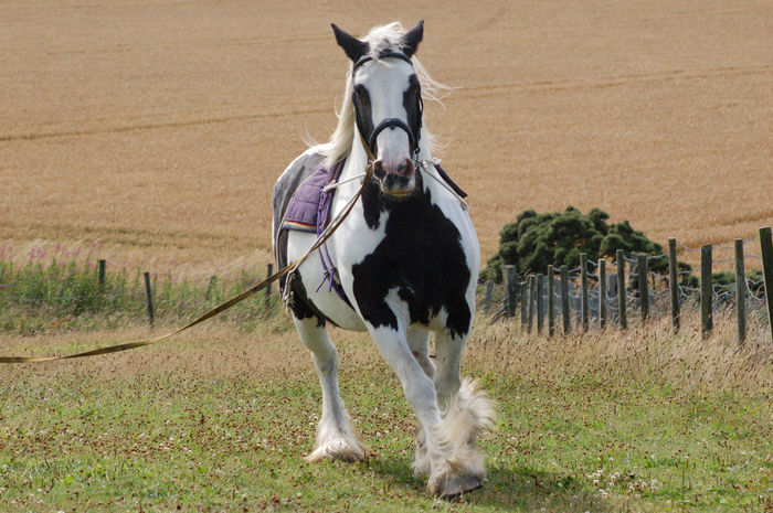 Gipsy in natura