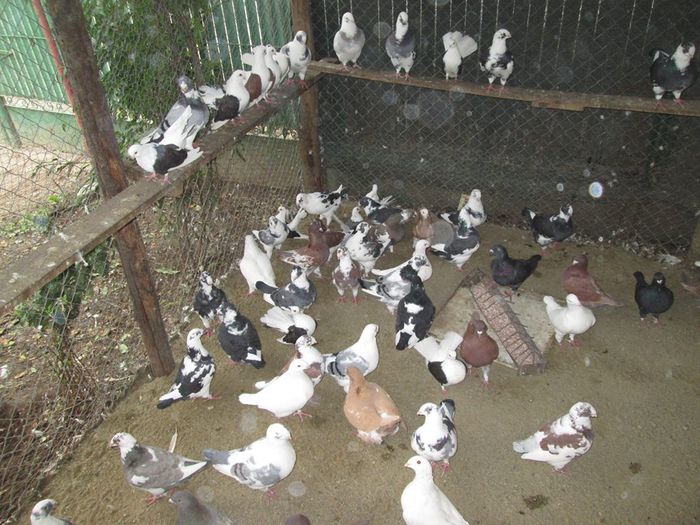 12071666_744096005734218_1361573266_n