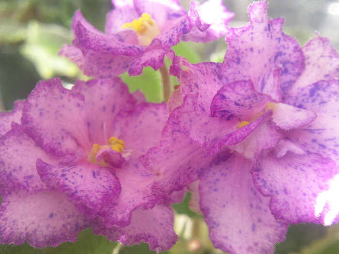 Photo0627 - VIOLETE AFRICANE saintpaulia  2010-2011                                                             