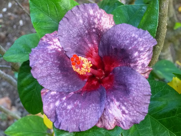 Moorea Lumières de Noël - SEMINTE HIBISCUS TROPICAL - PRIMA TRANSA