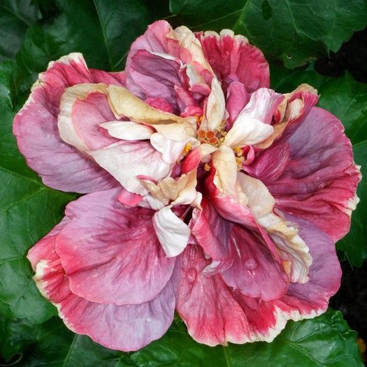 NMMA Charles's Dream - SEMINTE HIBISCUS TROPICAL - PRIMA TRANSA