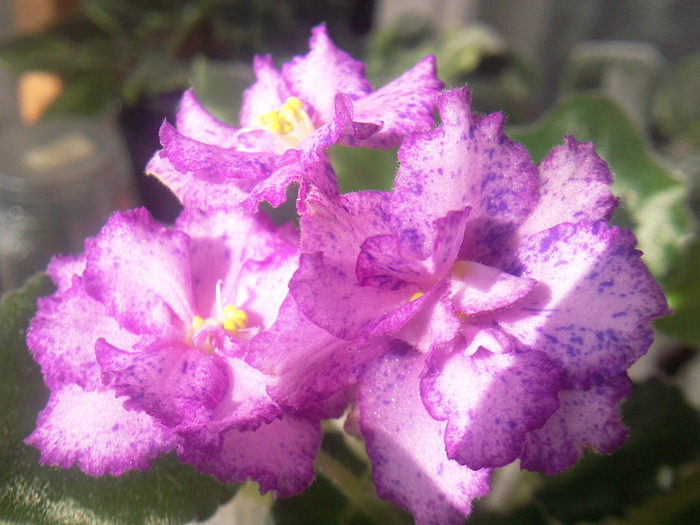 Photo0629 - VIOLETE AFRICANE saintpaulia  2010-2011                                                             