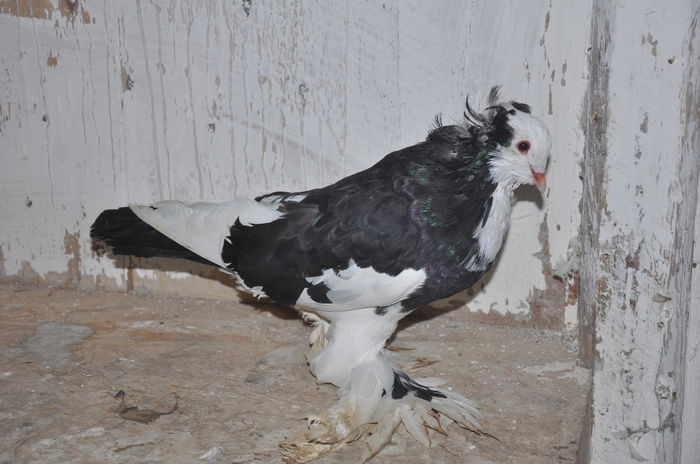 DSC_0053 - PUI SI MATCA 2015