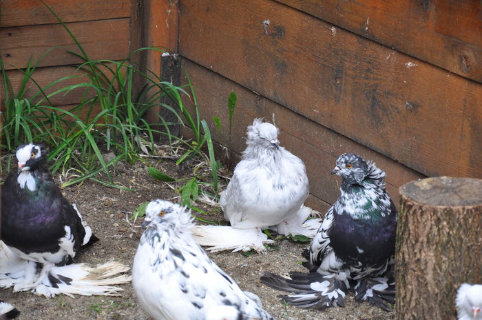 DSC_0086 - PUI SI MATCA 2015