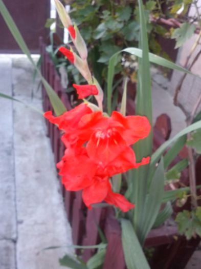 gladiola - toamna 2015